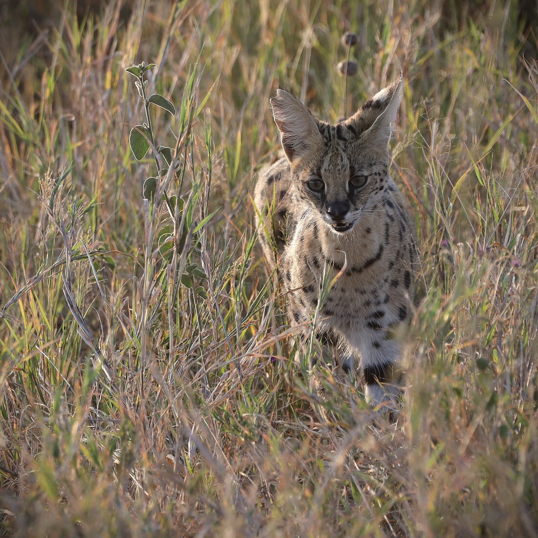 Kenia en Tanzania 