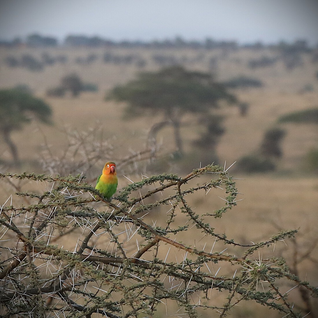 Kenia en Tanzania 
