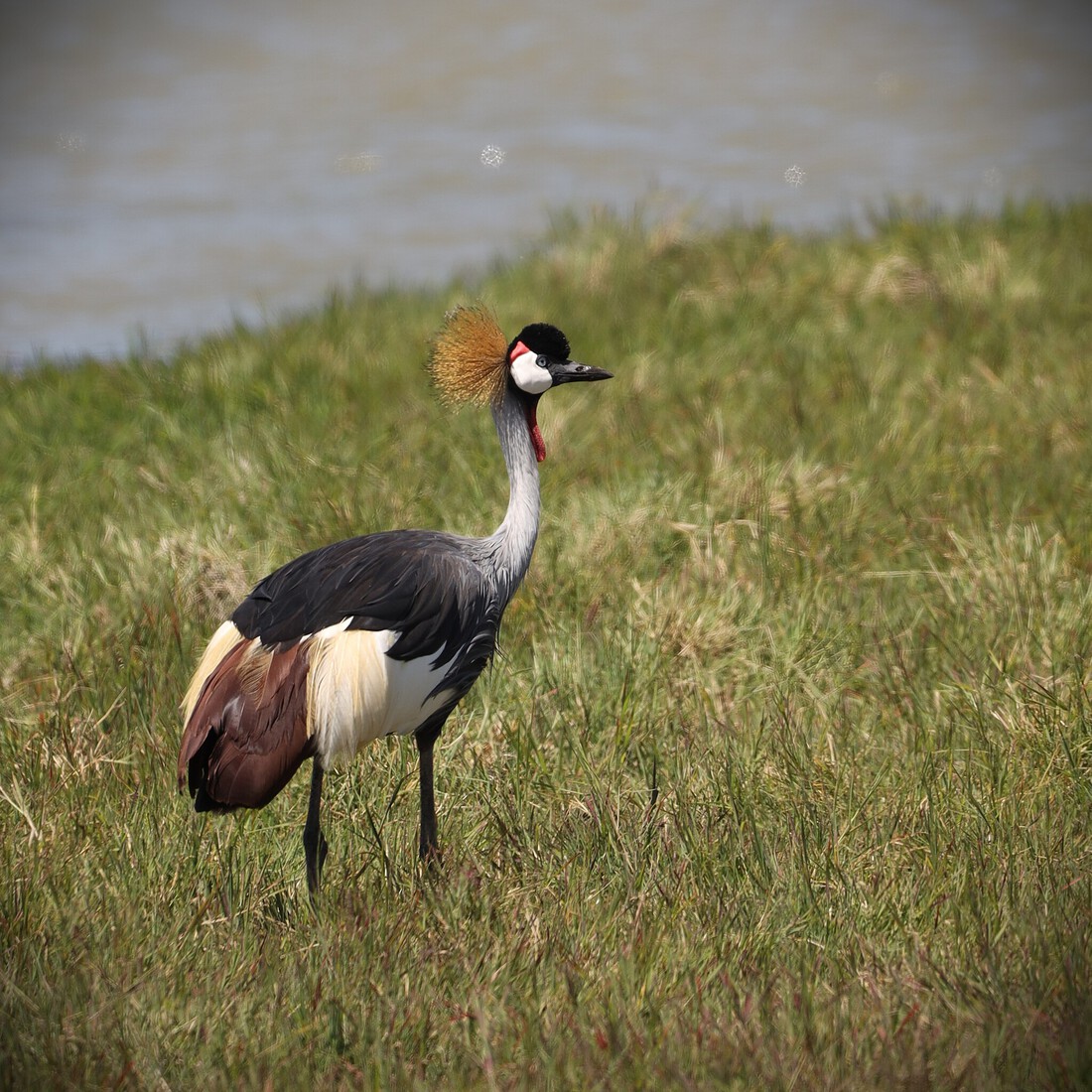 Kenia en Tanzania 
