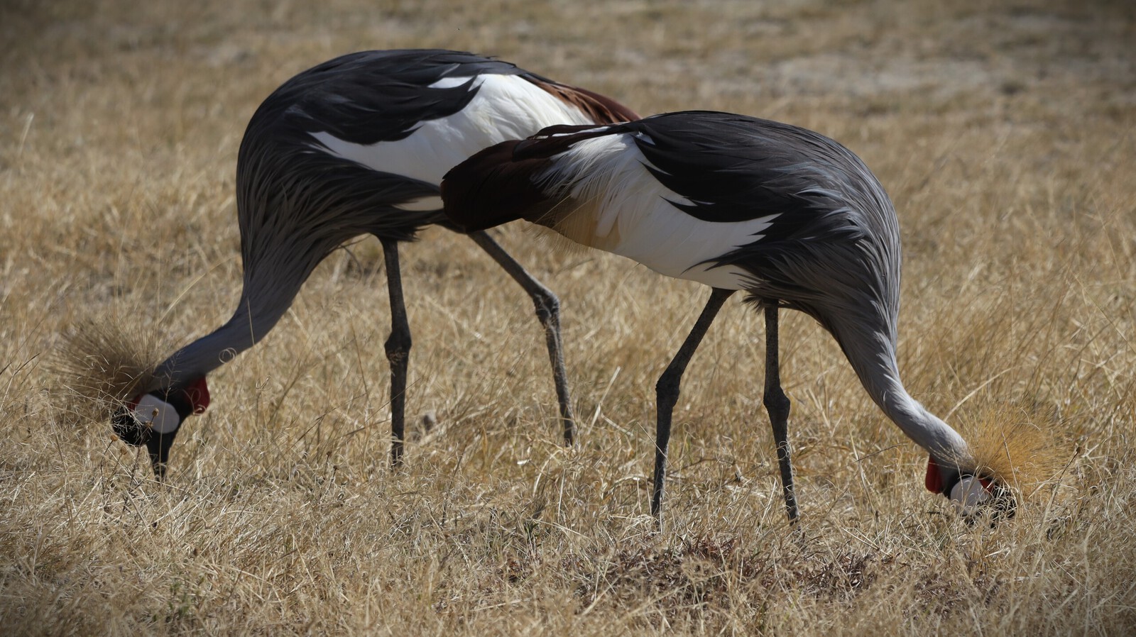 Kenia en Tanzania 