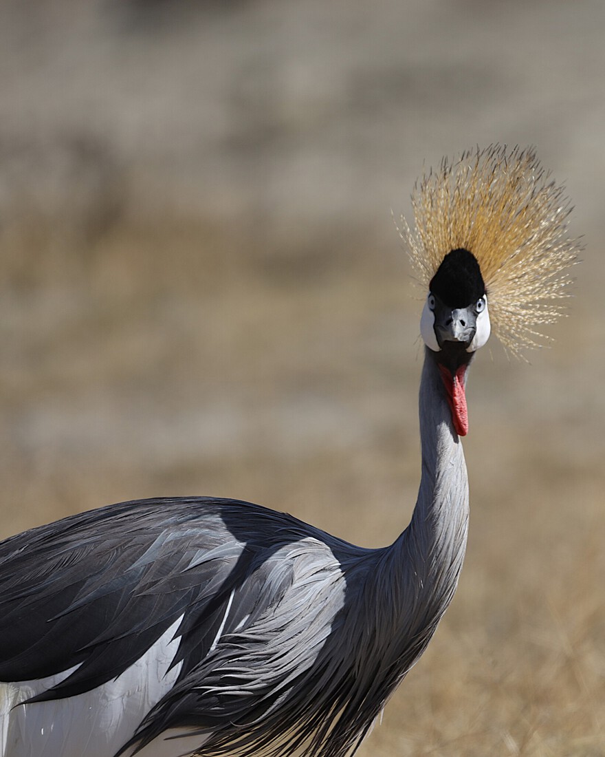 Kenia en Tanzania 