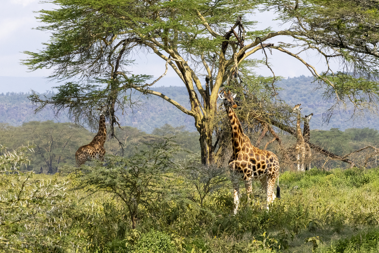 Kenia en Tanzania 