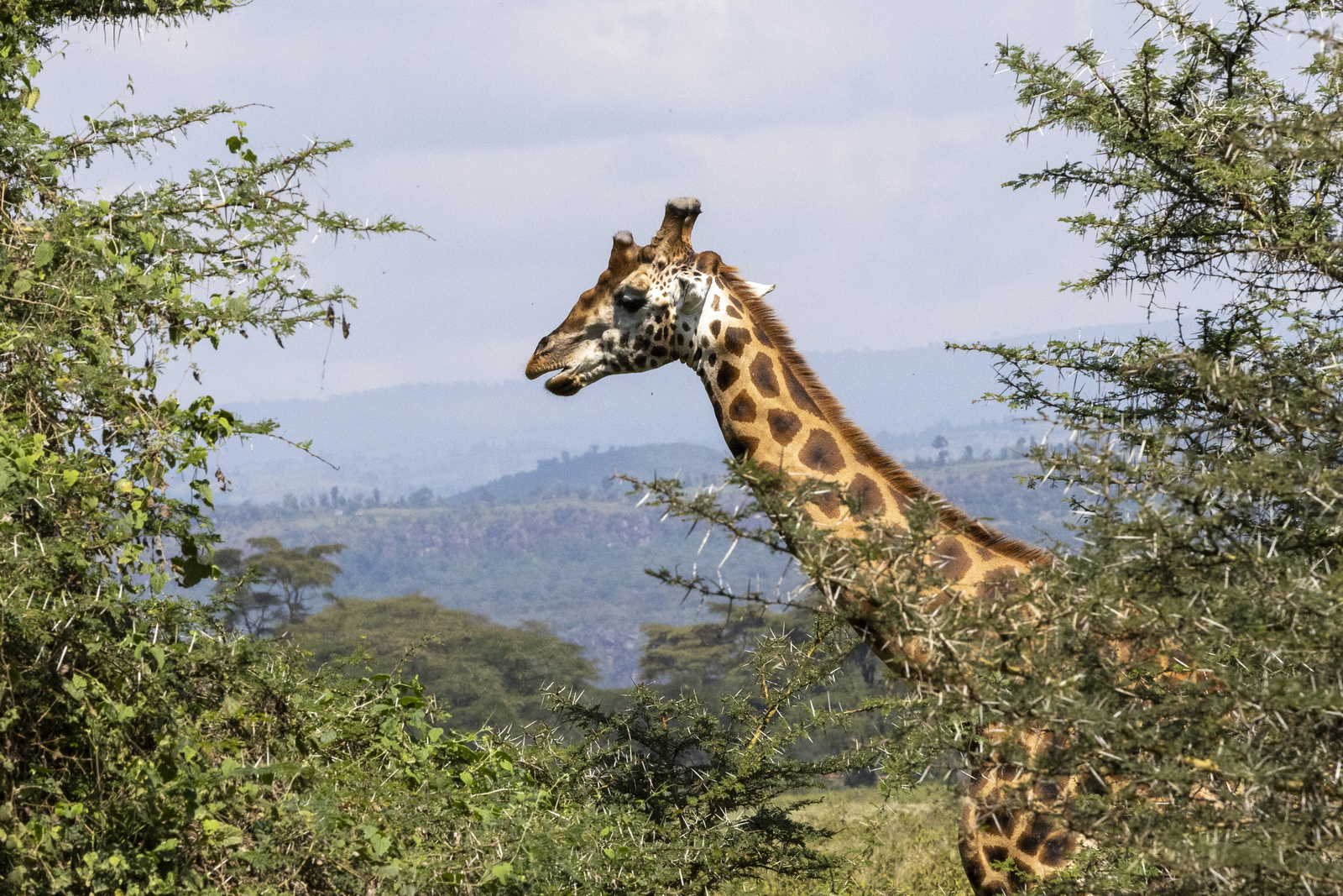 Kenia en Tanzania 