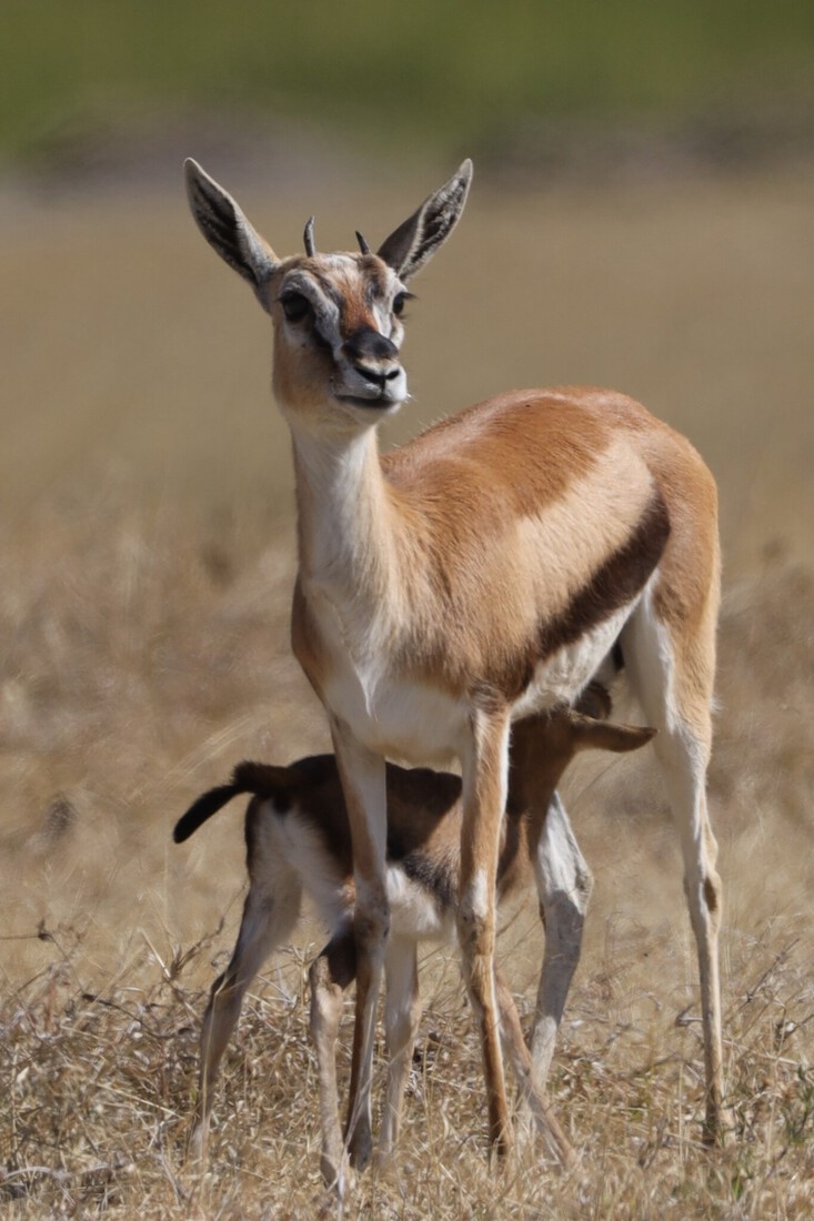 Kenia en Tanzania 