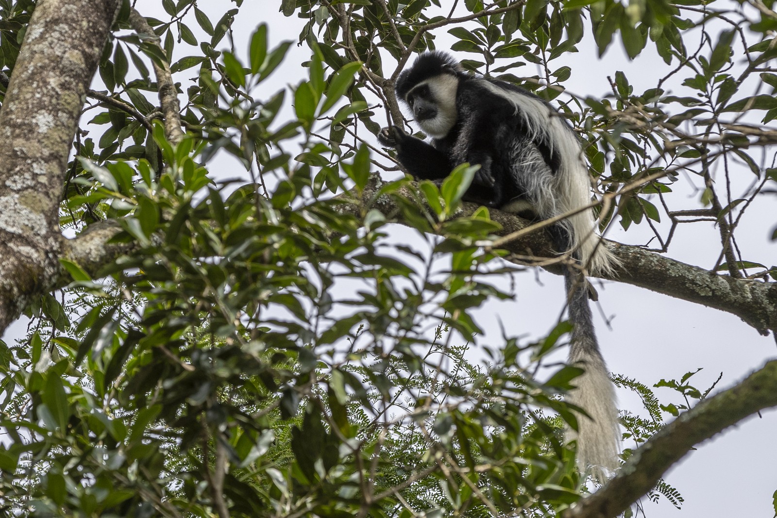 Kenia en Tanzania 