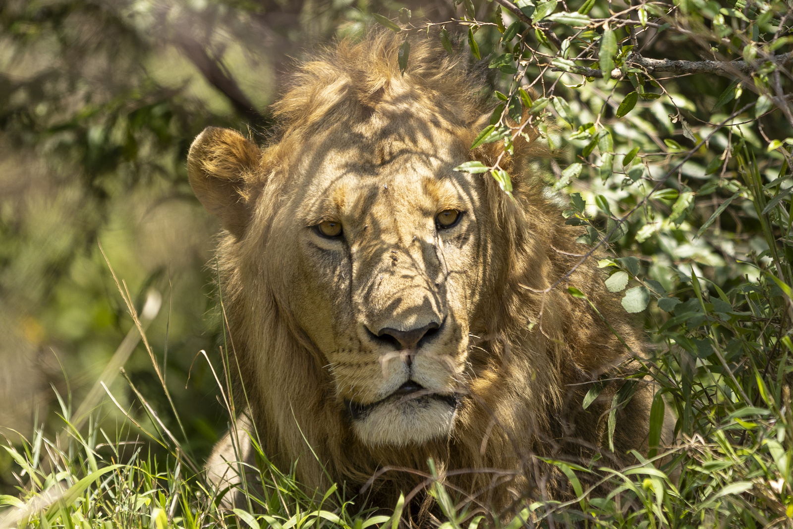 Kenia en Tanzania 
