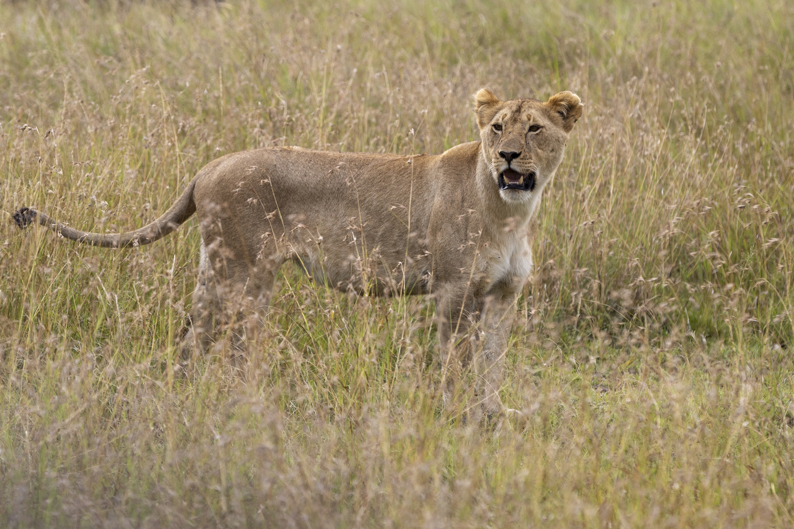 Kenia en Tanzania 