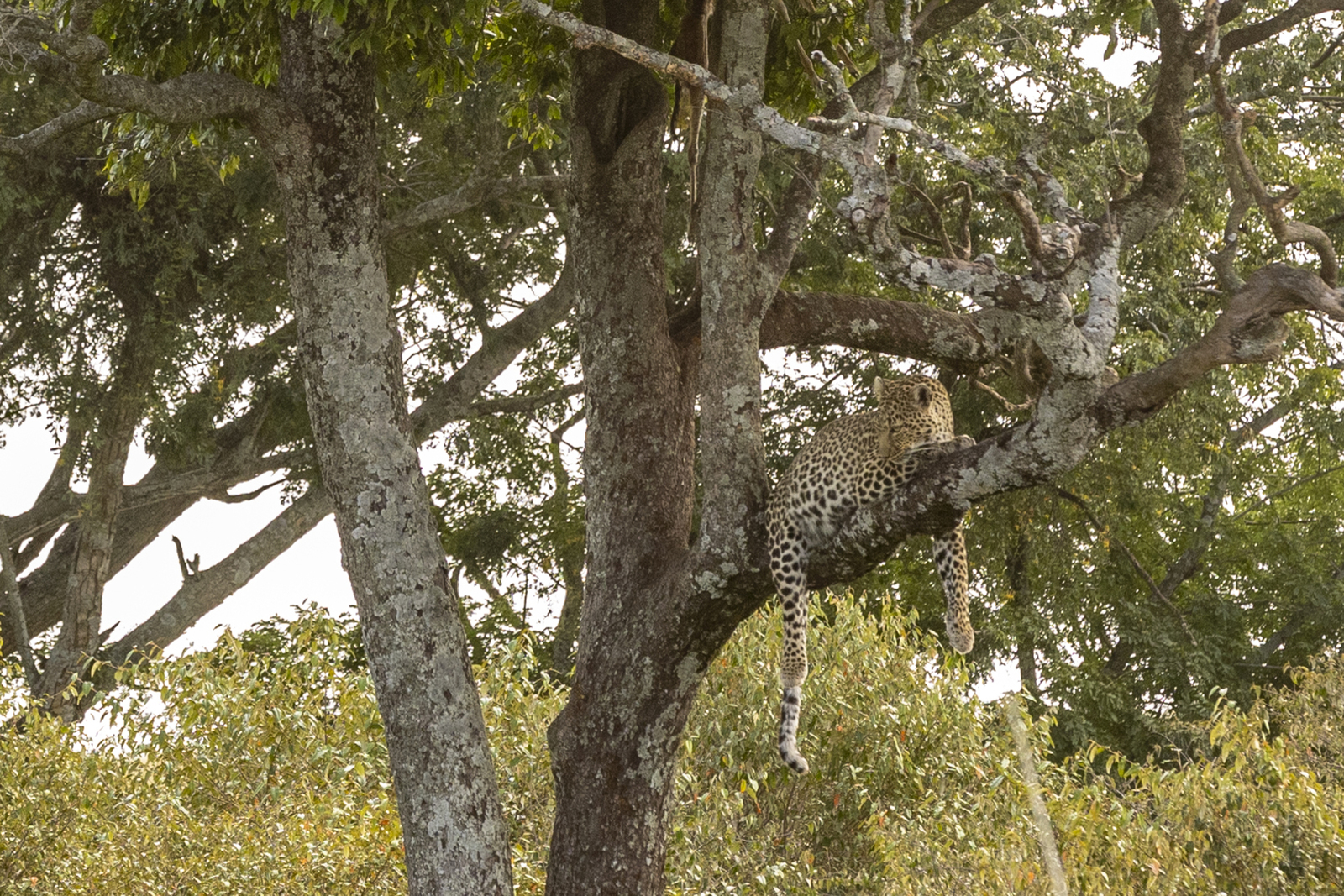 Kenia en Tanzania 
