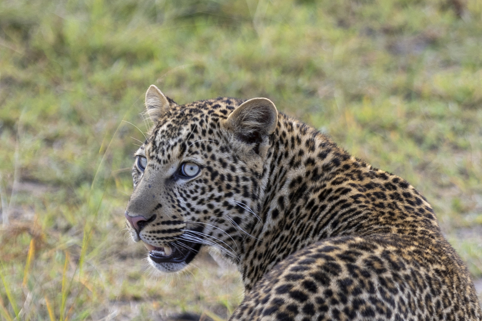 Kenia en Tanzania 