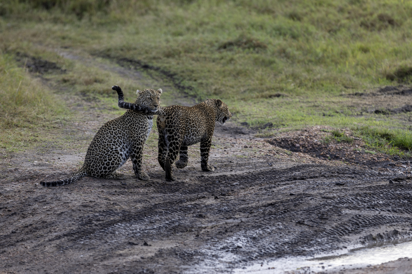 Kenia en Tanzania 