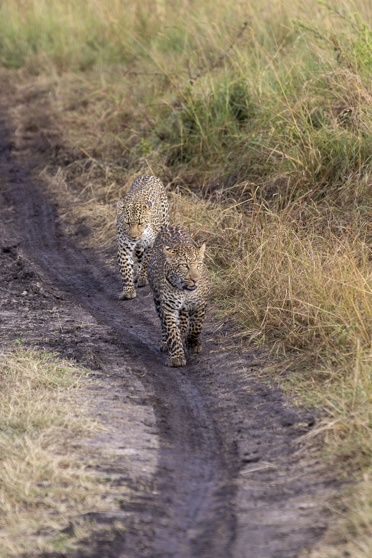 Kenia en Tanzania 