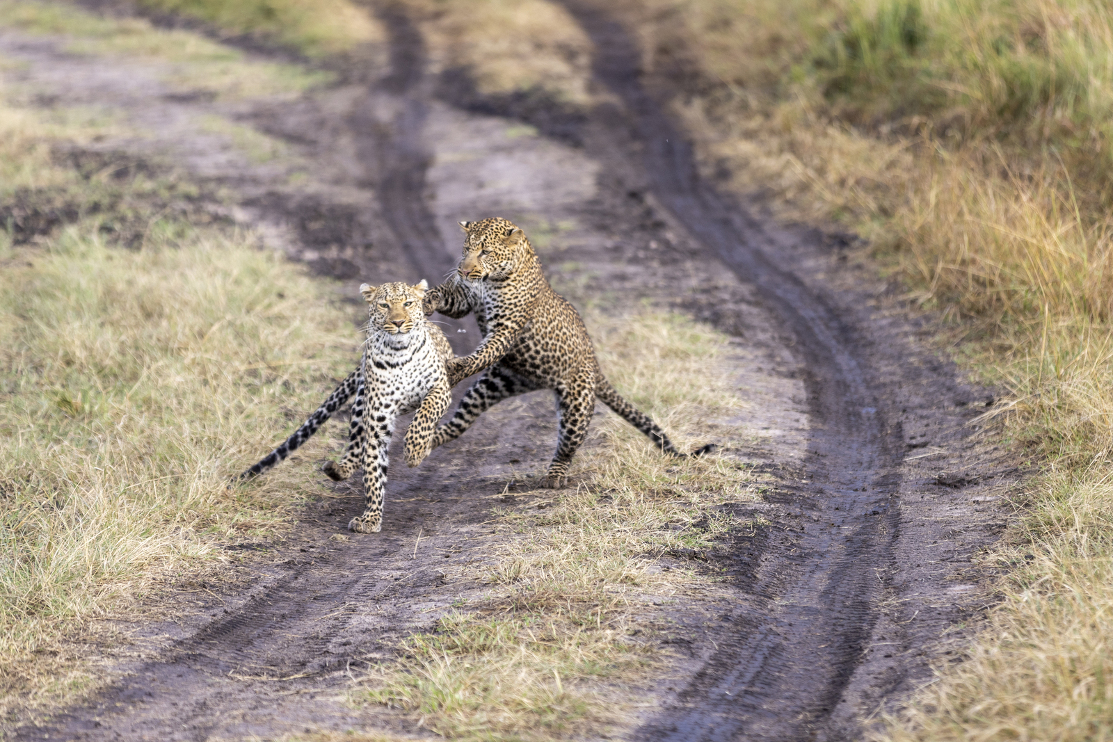 Kenia en Tanzania 