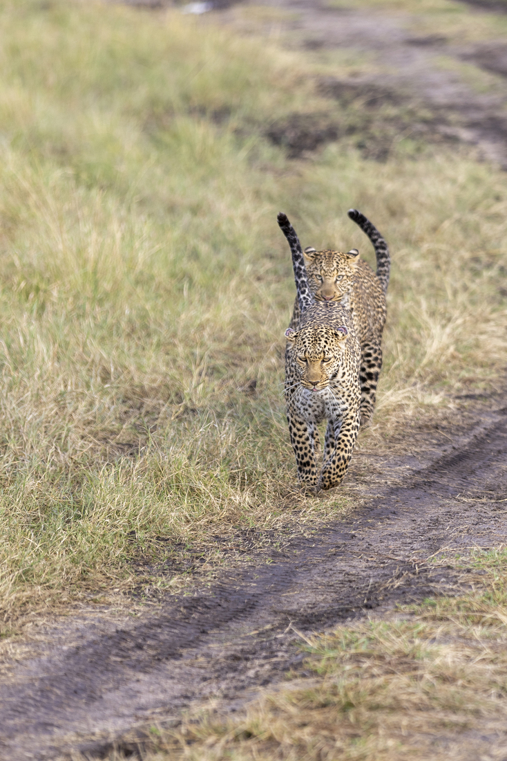 Kenia en Tanzania 