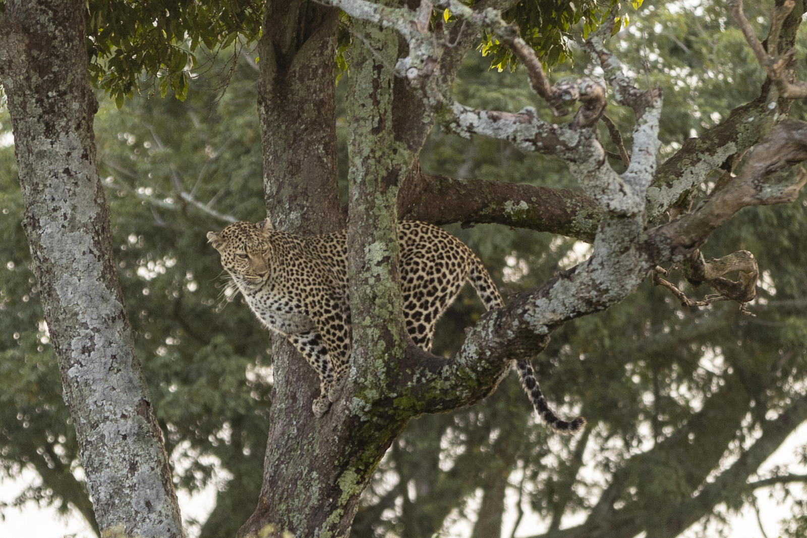 Kenia en Tanzania 