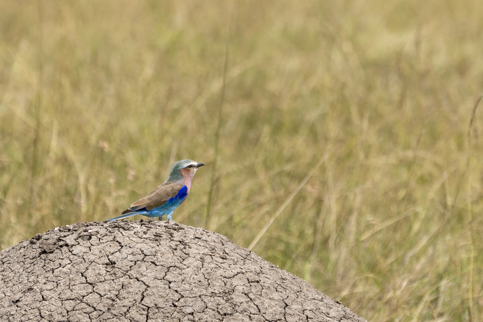 Kenia en Tanzania 
