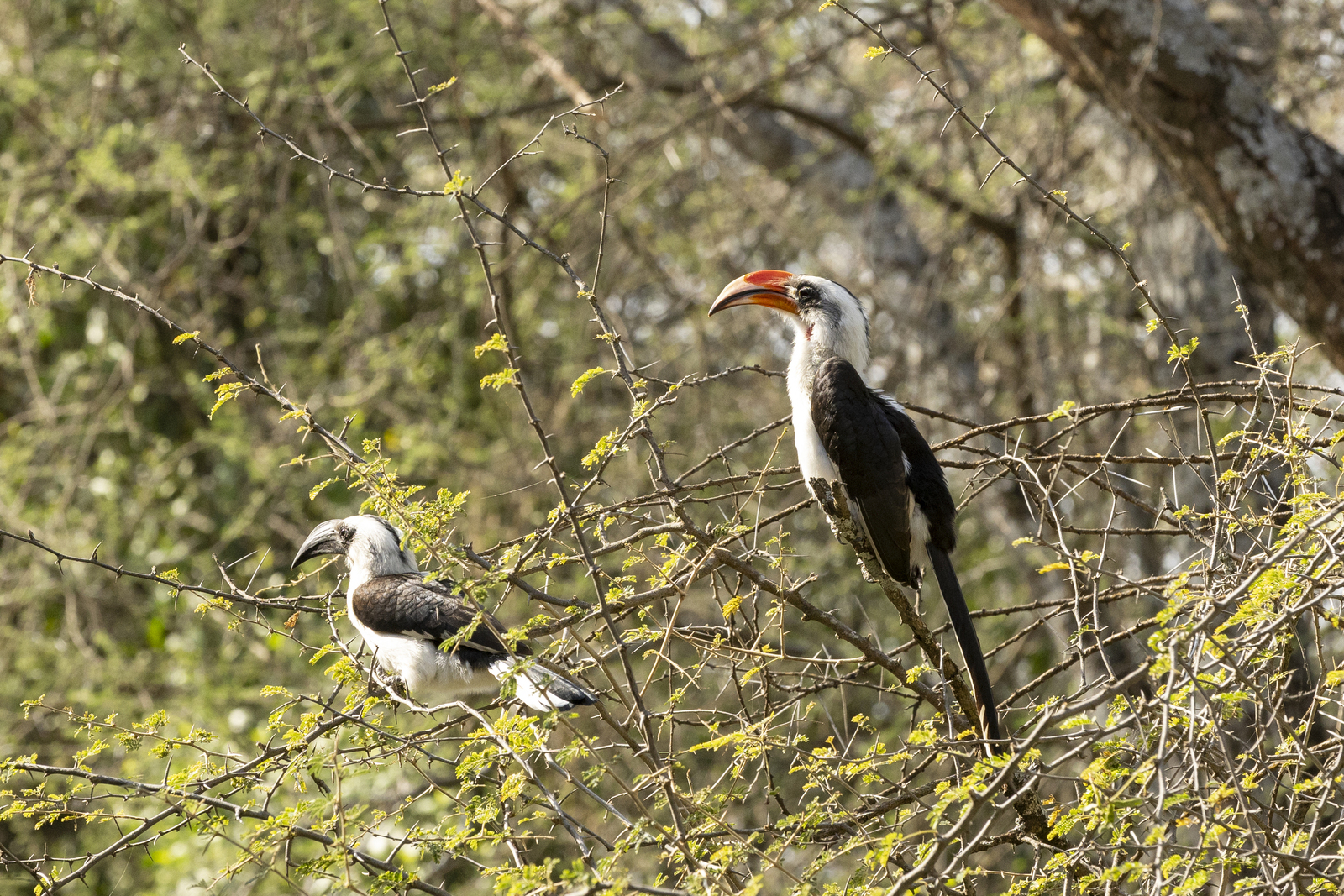 Kenia en Tanzania 