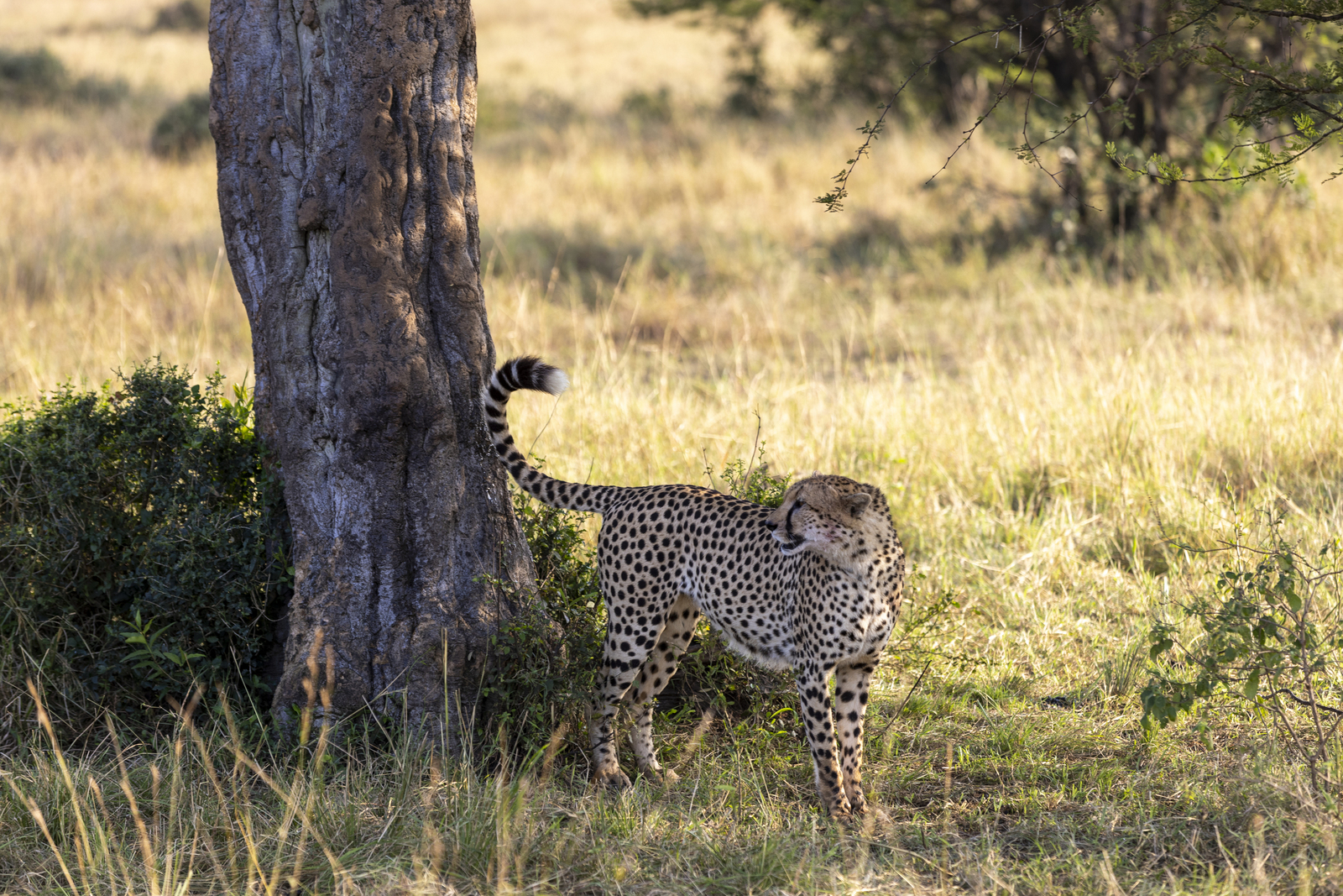 Kenia en Tanzania 