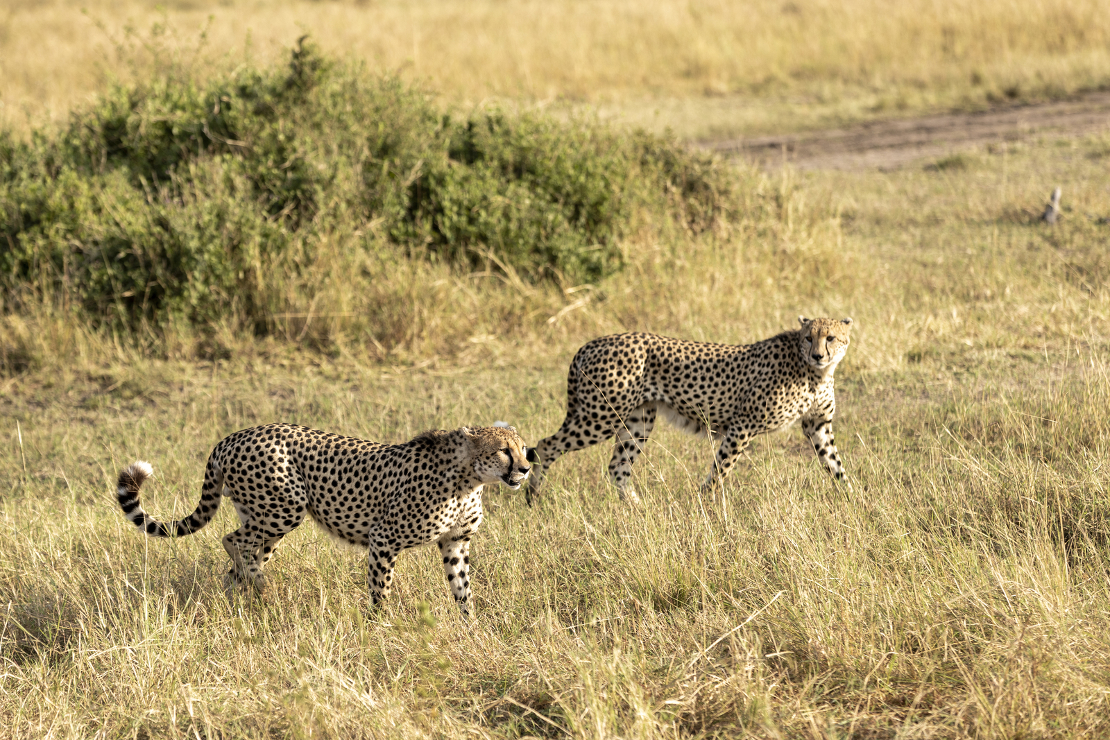 Kenia en Tanzania 