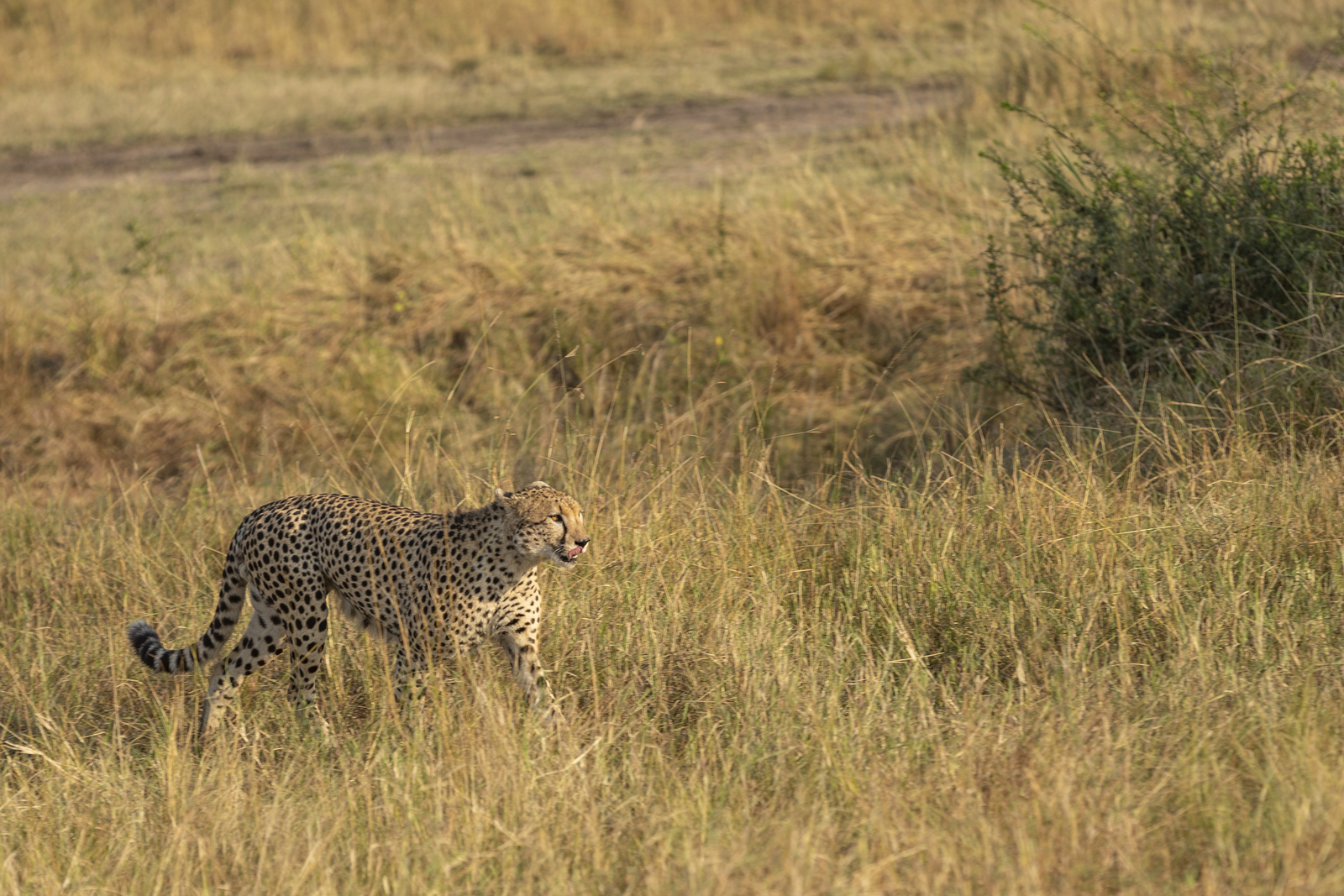 Kenia en Tanzania 