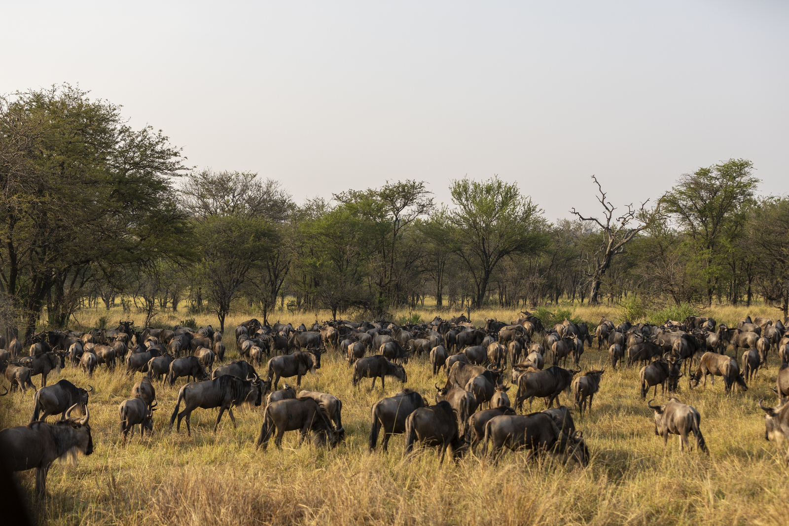 Kenia en Tanzania 