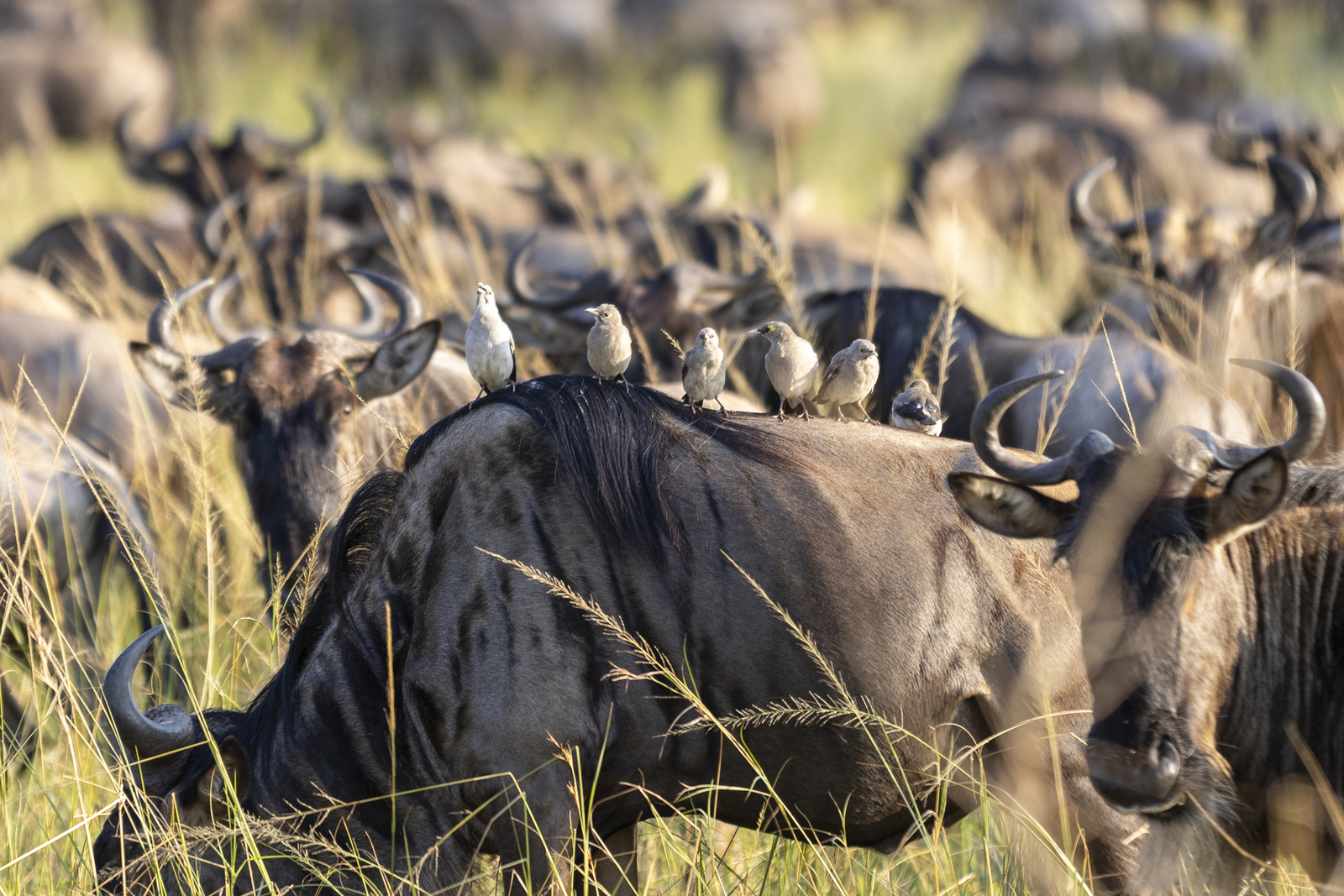 Kenia en Tanzania 