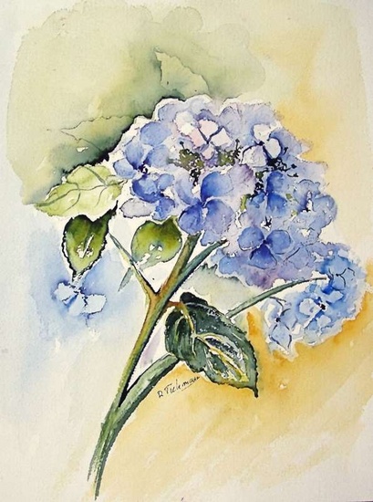 Blauwe Hortensia