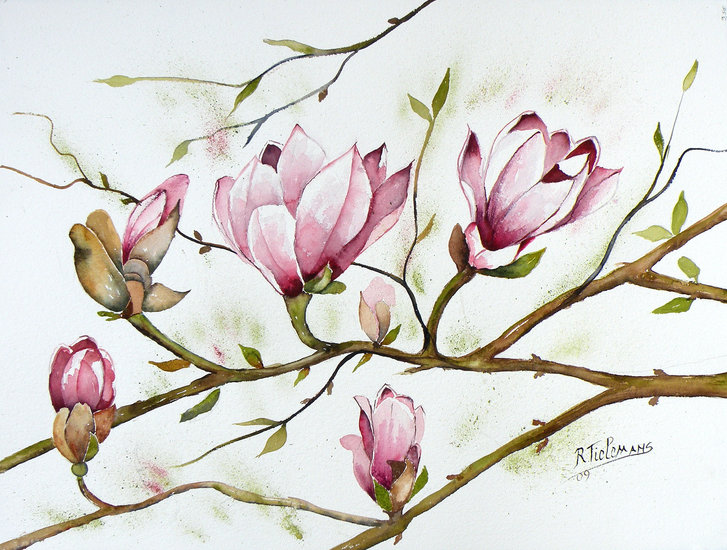 Magnoliatak, aquarel van bloemen