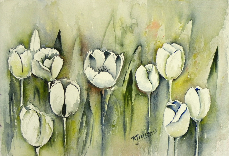 Witte Tulpen