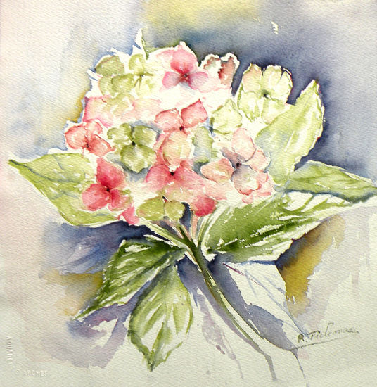 Hortensia, aquarel van bloem