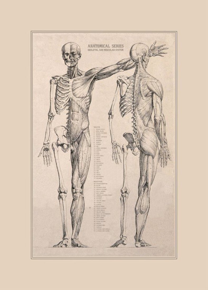 Vintage Poster Anatomie Menselijk lichaam