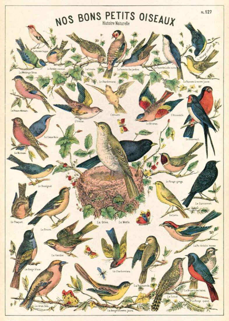 Vintage Poster Vogels