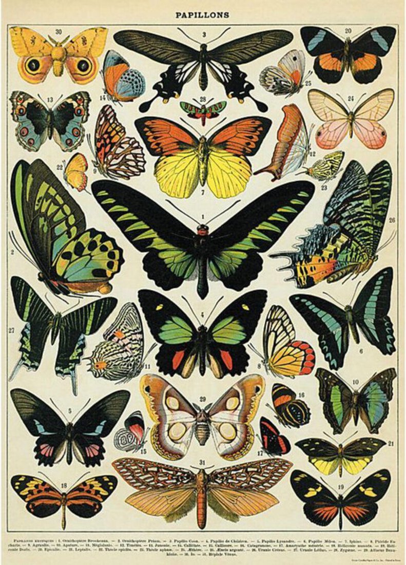 Vintage Poster Vlinders