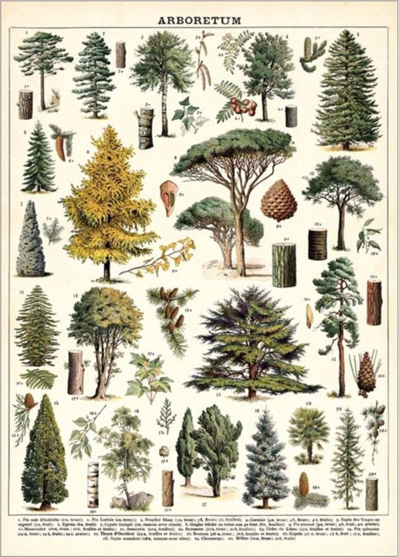 Vintage Poster Arboretum