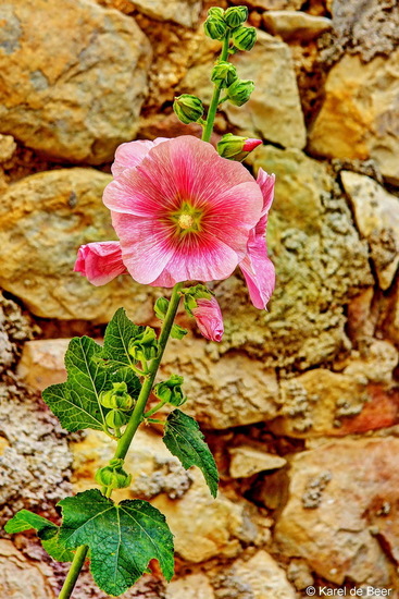 Hollyhock (stokroos)