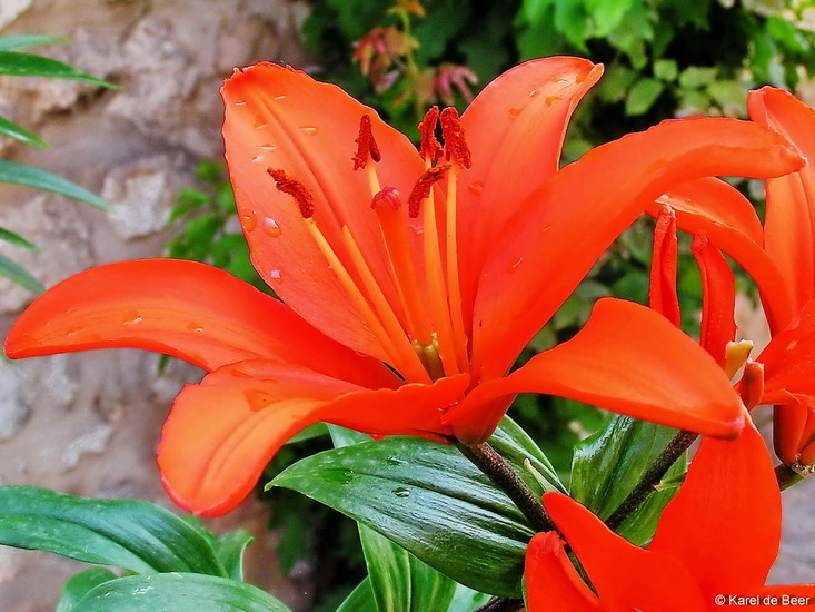 Lily (lelie, fleur de lis)