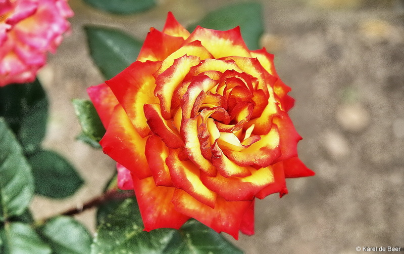 Flamed Rose