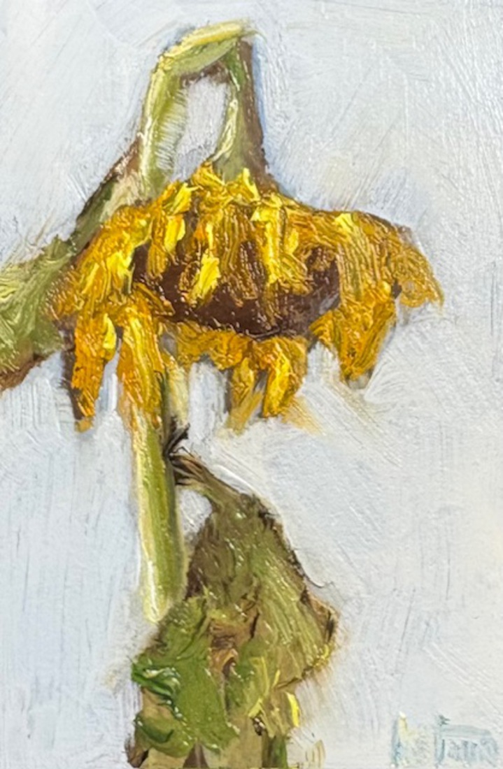 Zonnebloem