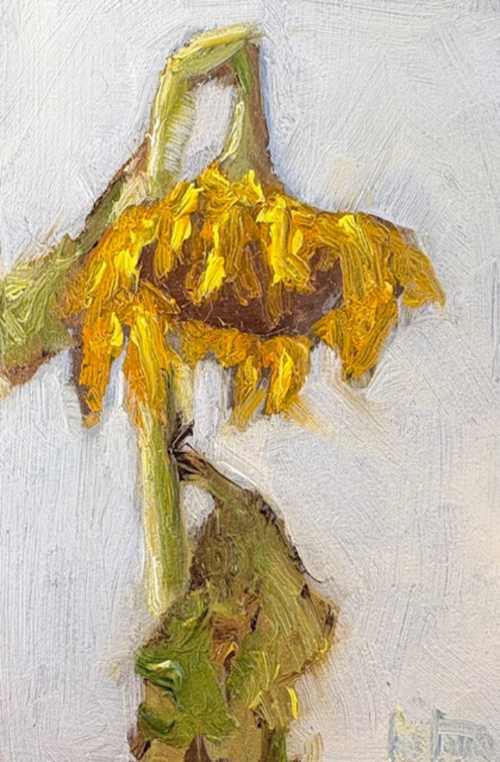 Zonnebloem