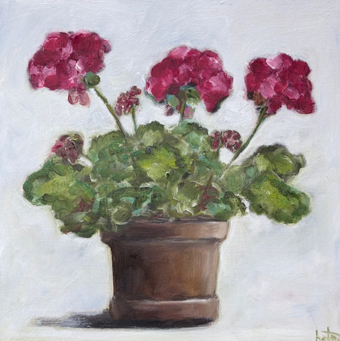 Geranium