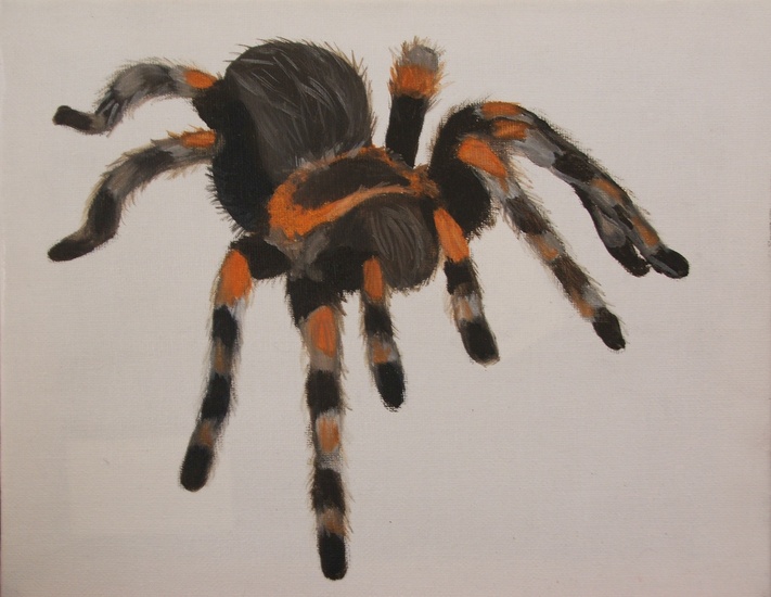 Mexican Redknee Tarantula