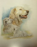 honden getekend in pastelkrijt en potlood.