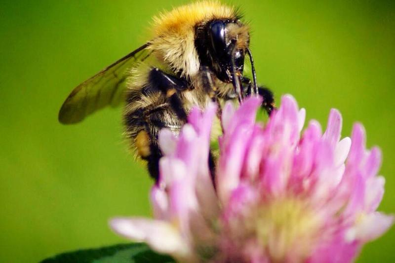 Hommel