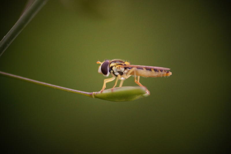 zweefvlieg