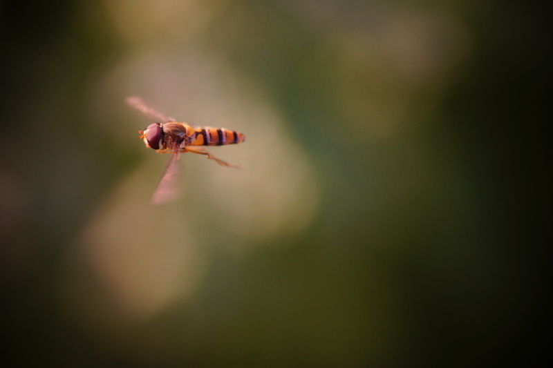 zweefvlieg