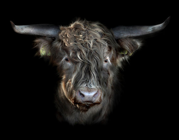 Hooglander