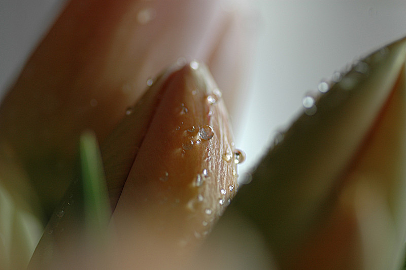 Tulp
