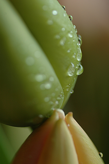 Tulp 1