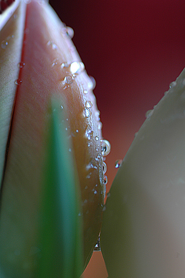 Tulpen 3