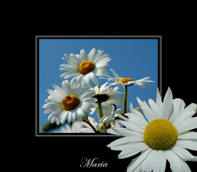 Margriet