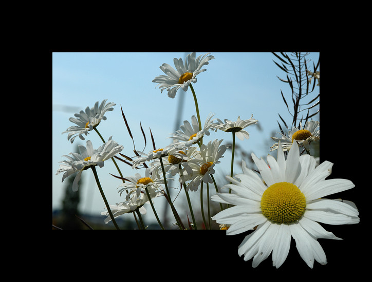 Margriet